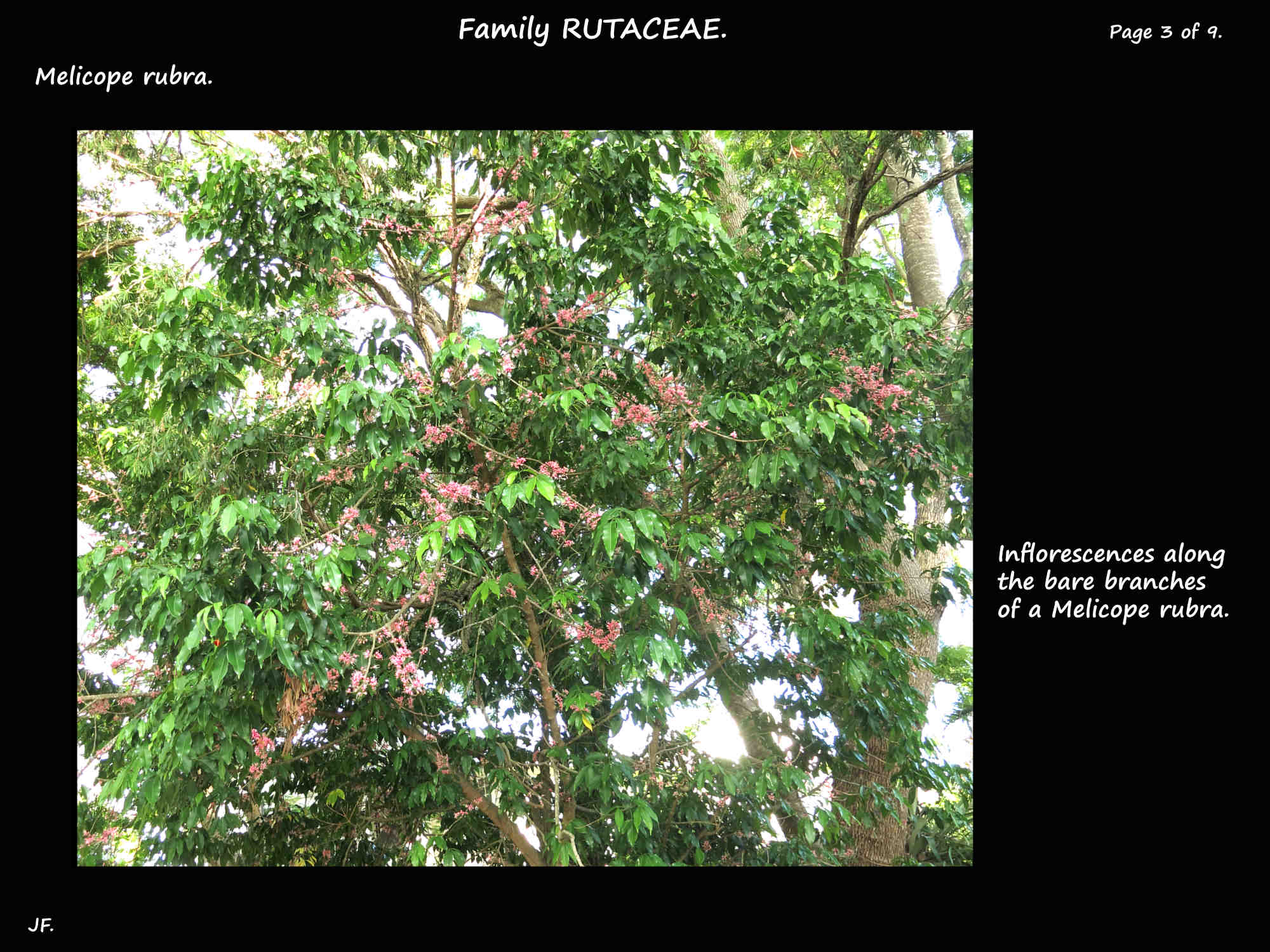 3 A flowering Melicope rubra tree